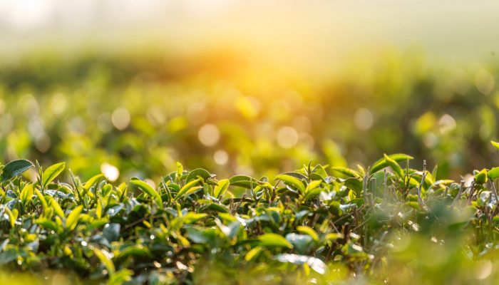 Green tea tree leaves camellia sinensis in organic farm sunlight. Fresh young tender bud herbal farm on summer morning. Sunlight Green tea tree plant. Close up Tree tea plant green nature in morning