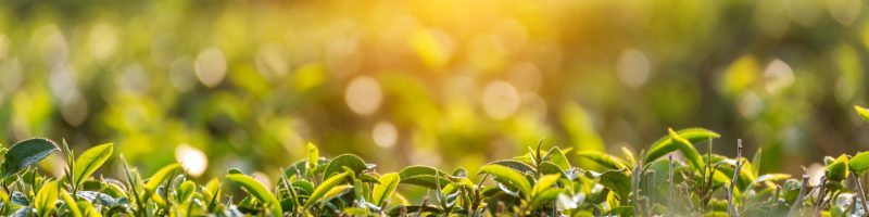 Green tea tree leaves camellia sinensis in organic farm sunlight. Fresh young tender bud herbal farm on summer morning. Sunlight Green tea tree plant. Close up Tree tea plant green nature in morning